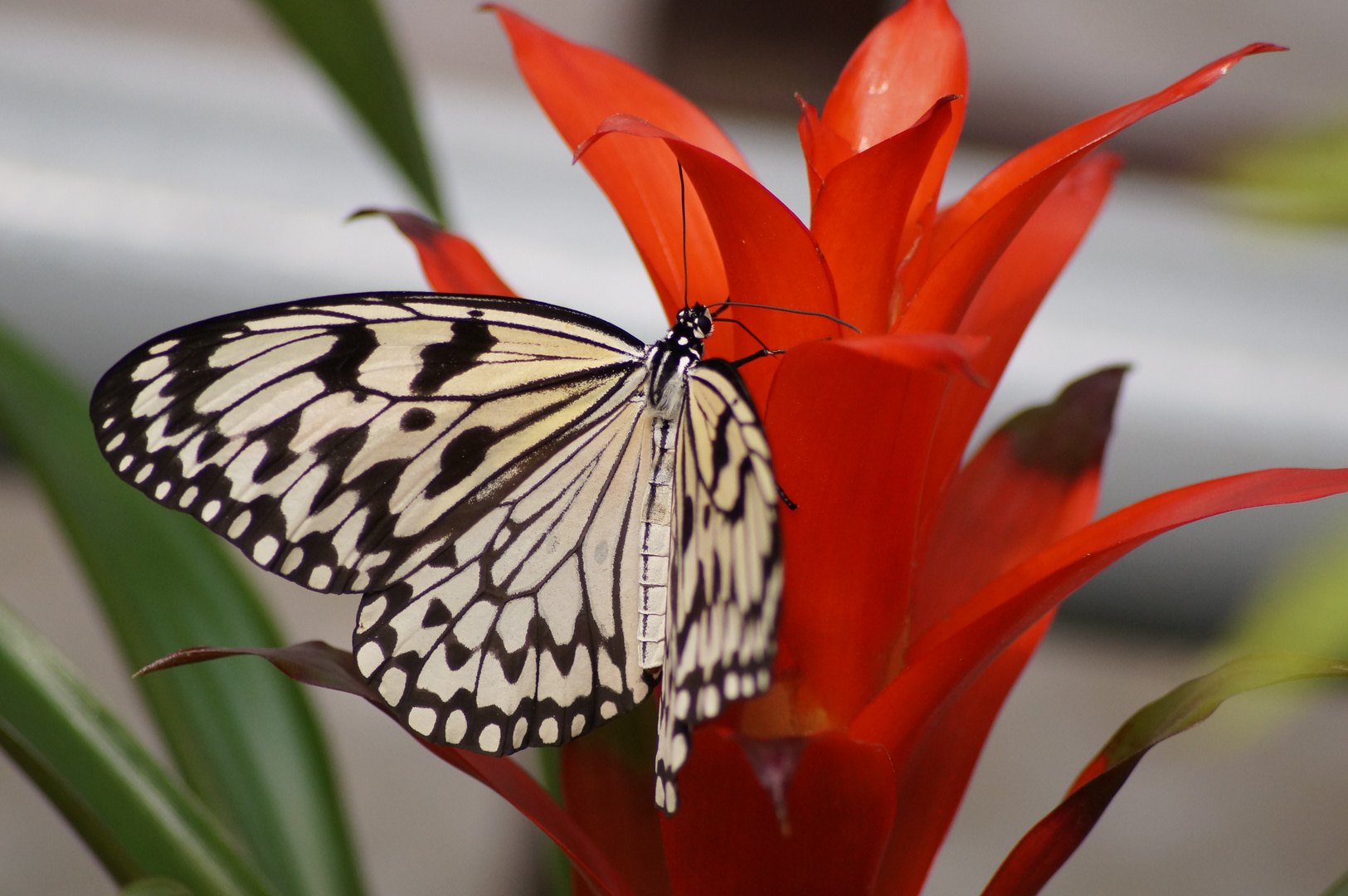 Schmetterling küsst Blüte