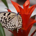 Schmetterling küsst Blüte