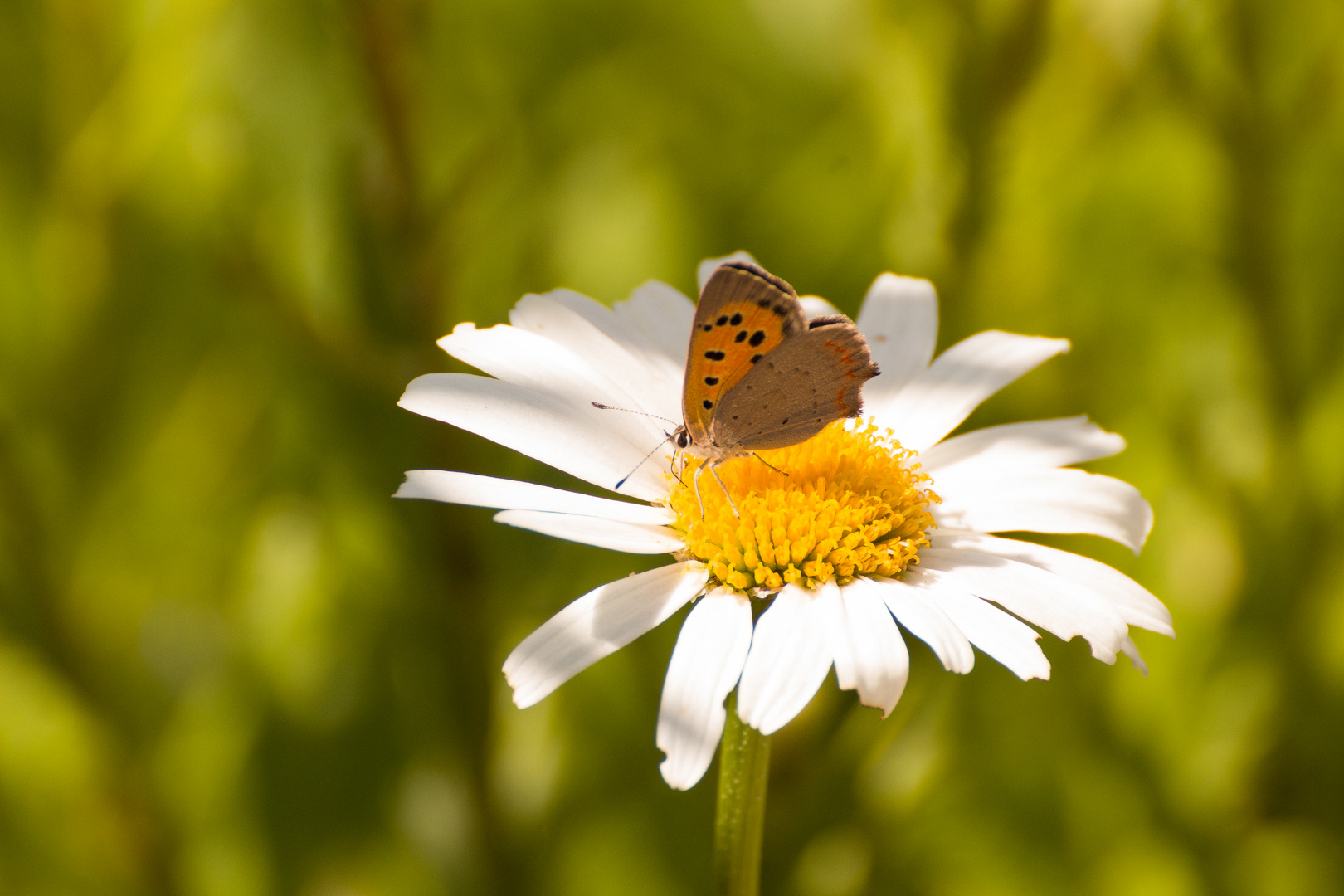 Schmetterling küsst Blüte 