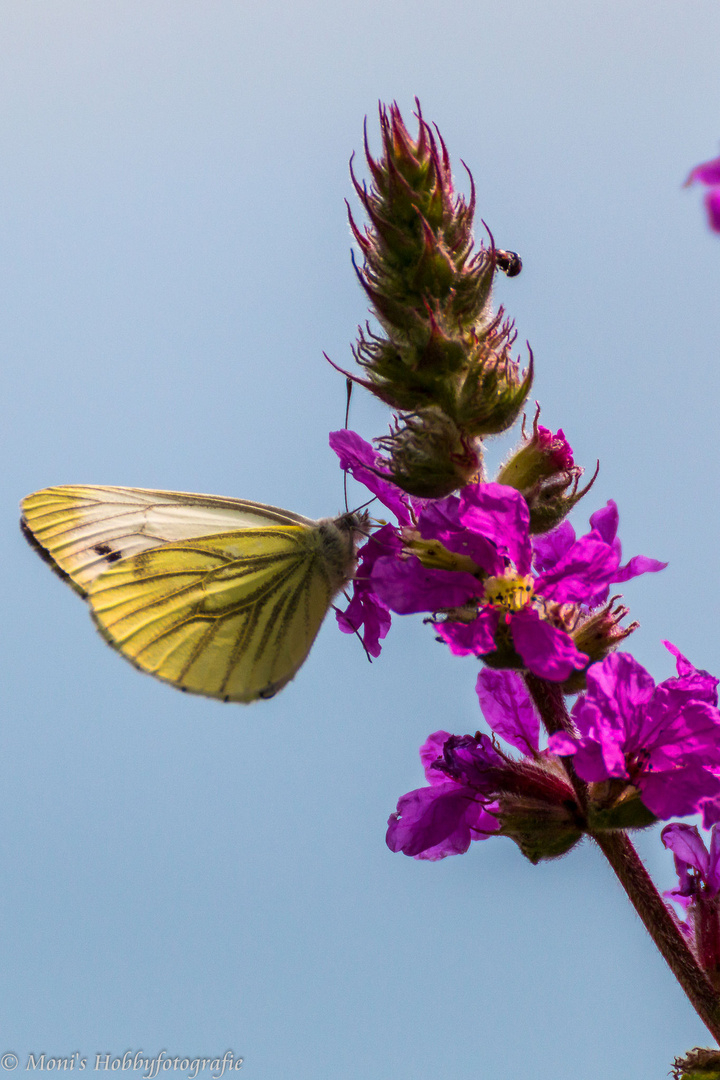 Schmetterling küsst Blume