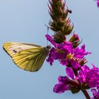 Schmetterling küsst Blume