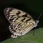 Schmetterling ...Kukident-Lächeln