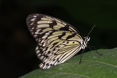 Schmetterling ...Kukident-Lächeln