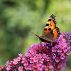 Schmetterling kurz vor dem Start