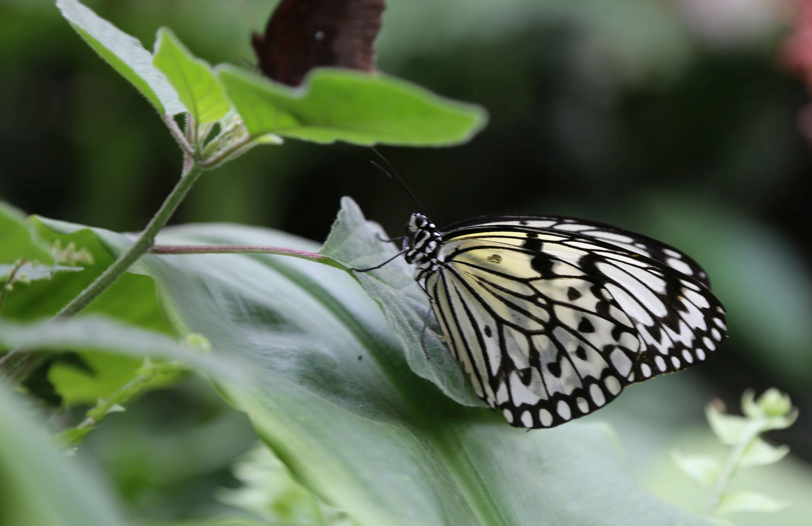 Schmetterling - kurze Rast