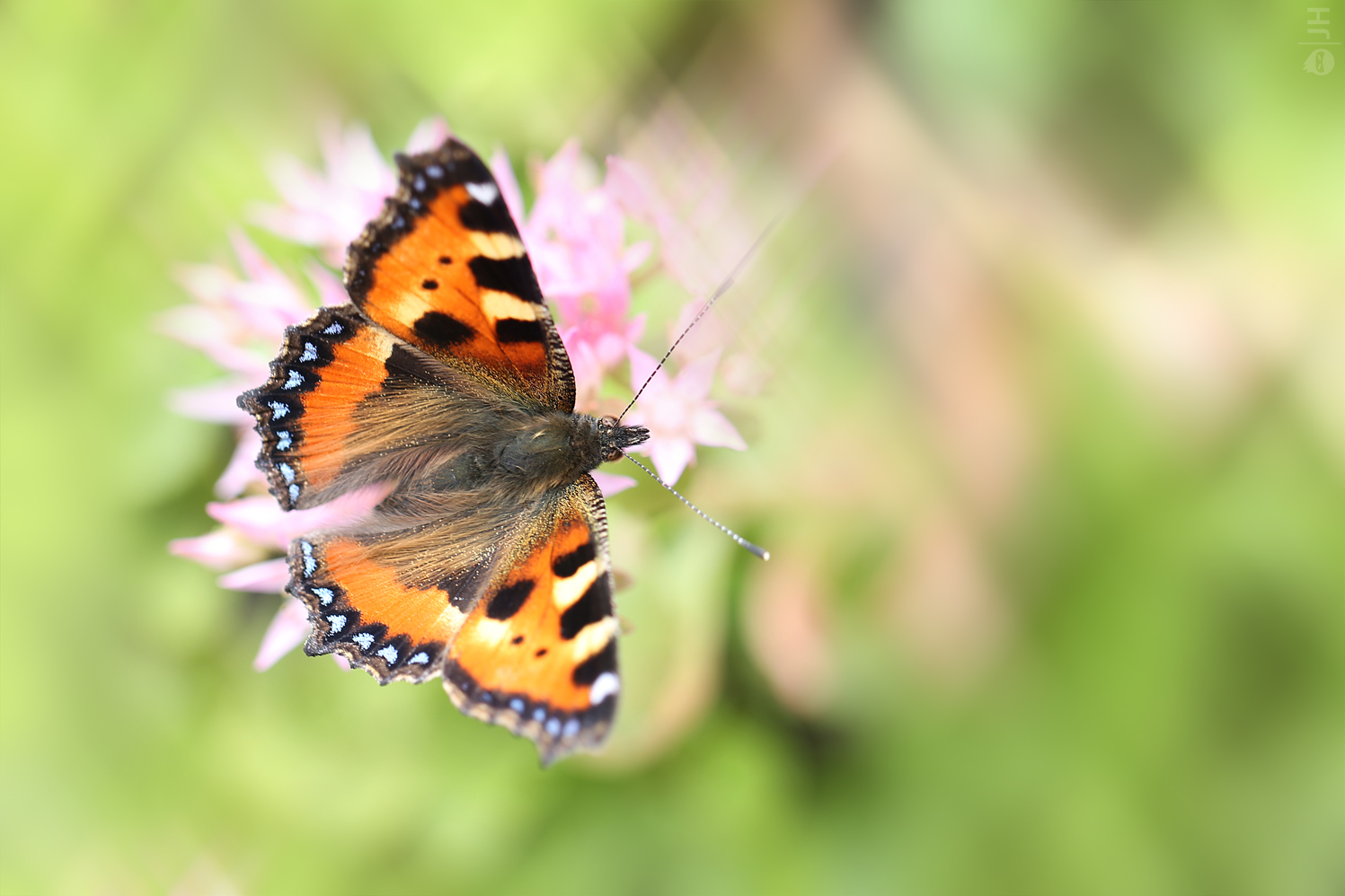 Schmetterling l 03.07.2013