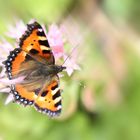 Schmetterling l 03.07.2013