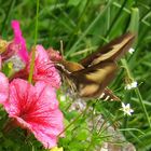 Schmetterling - Labkrautschwärmer