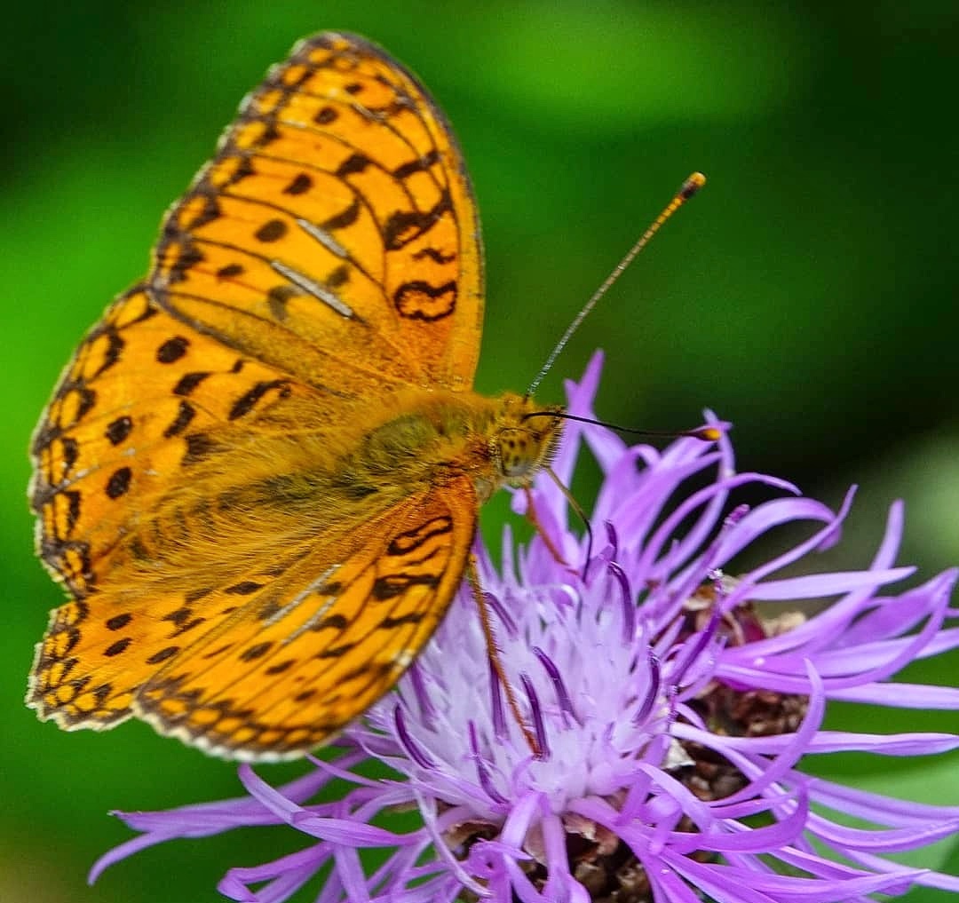 Schmetterling labt sich an der Blüte