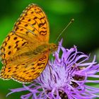 Schmetterling labt sich an der Blüte