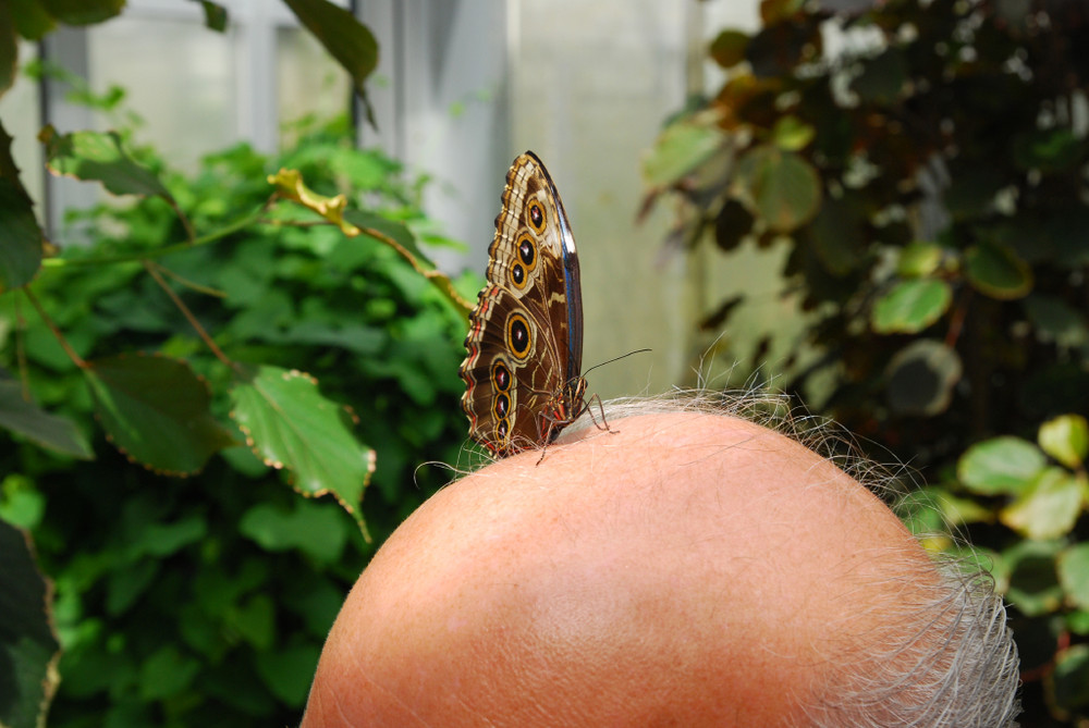 Schmetterling Landebahn