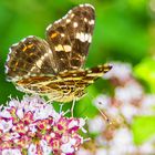 Schmetterling, LANDKÄRTCHEN