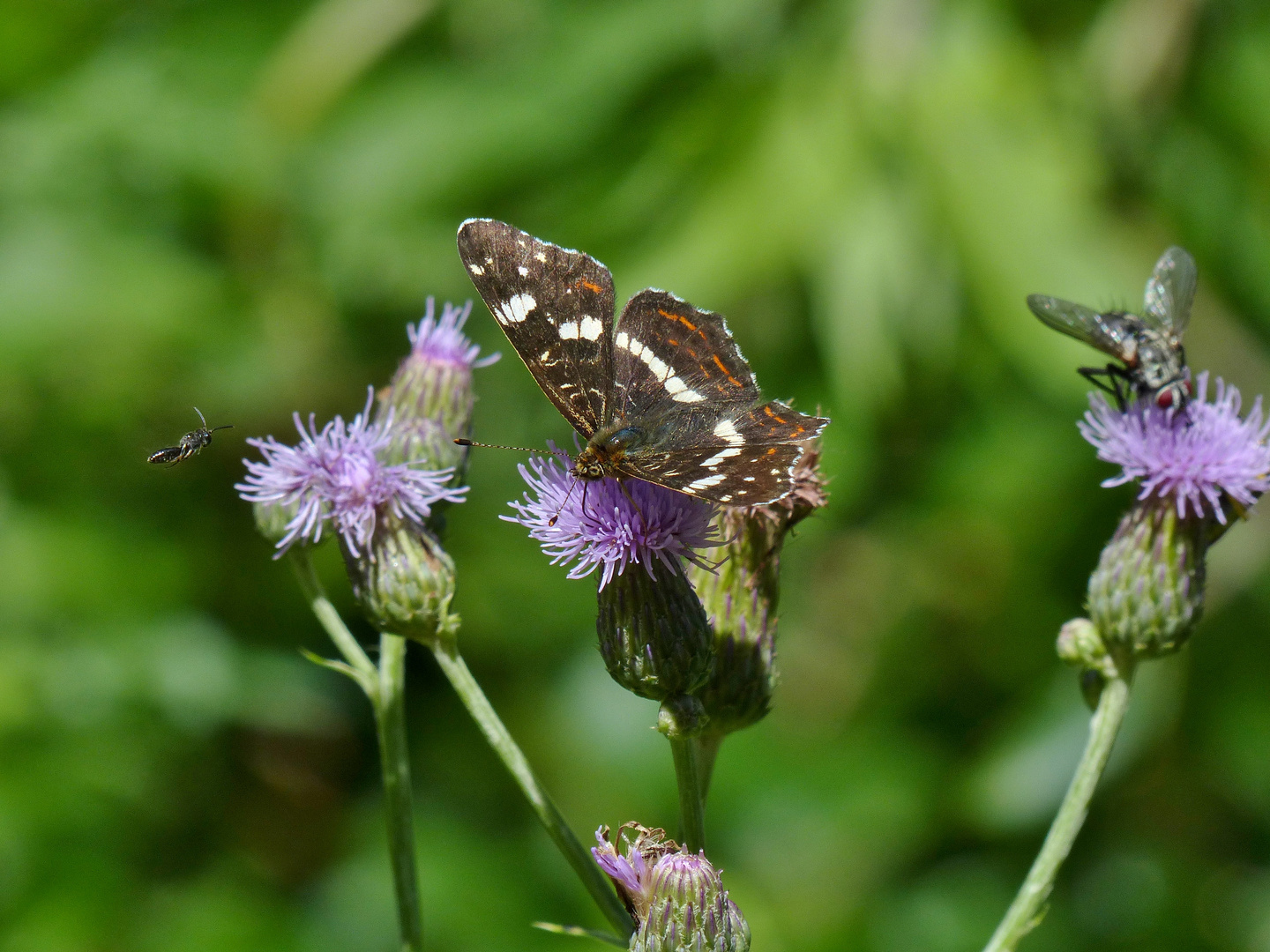 Schmetterling Landkärtchen (Araschnia levana) & Fliege