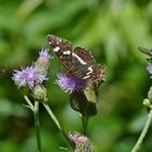 Schmetterling Landkärtchen (Araschnia levana) & Fliege