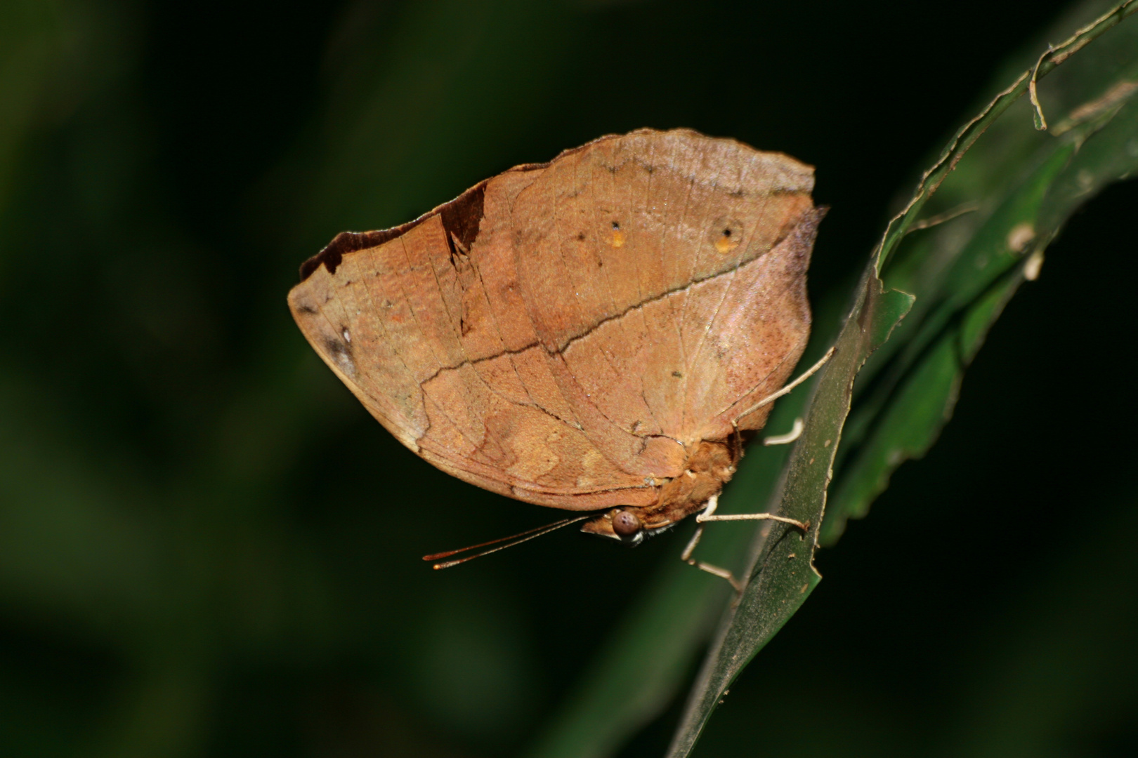 Schmetterling (Laos)