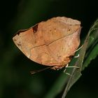 Schmetterling (Laos)