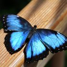 Schmetterling Laubblatt mit geöffneten Flügel.