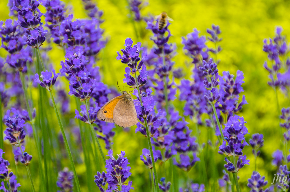 Schmetterling / Lavendel 1