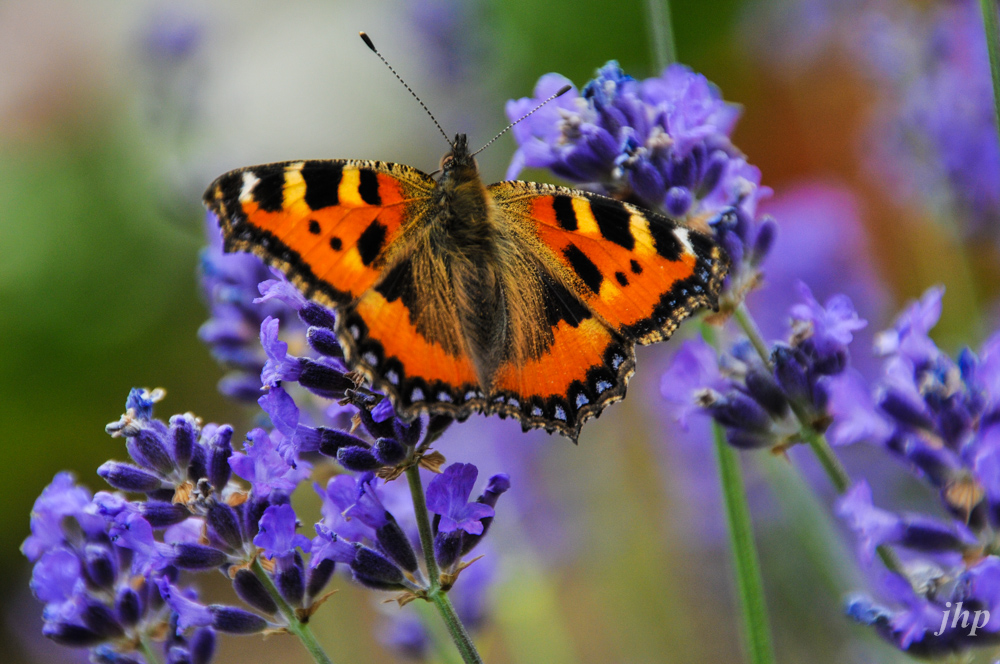 Schmetterling / Lavendel 2