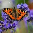 Schmetterling / Lavendel 2