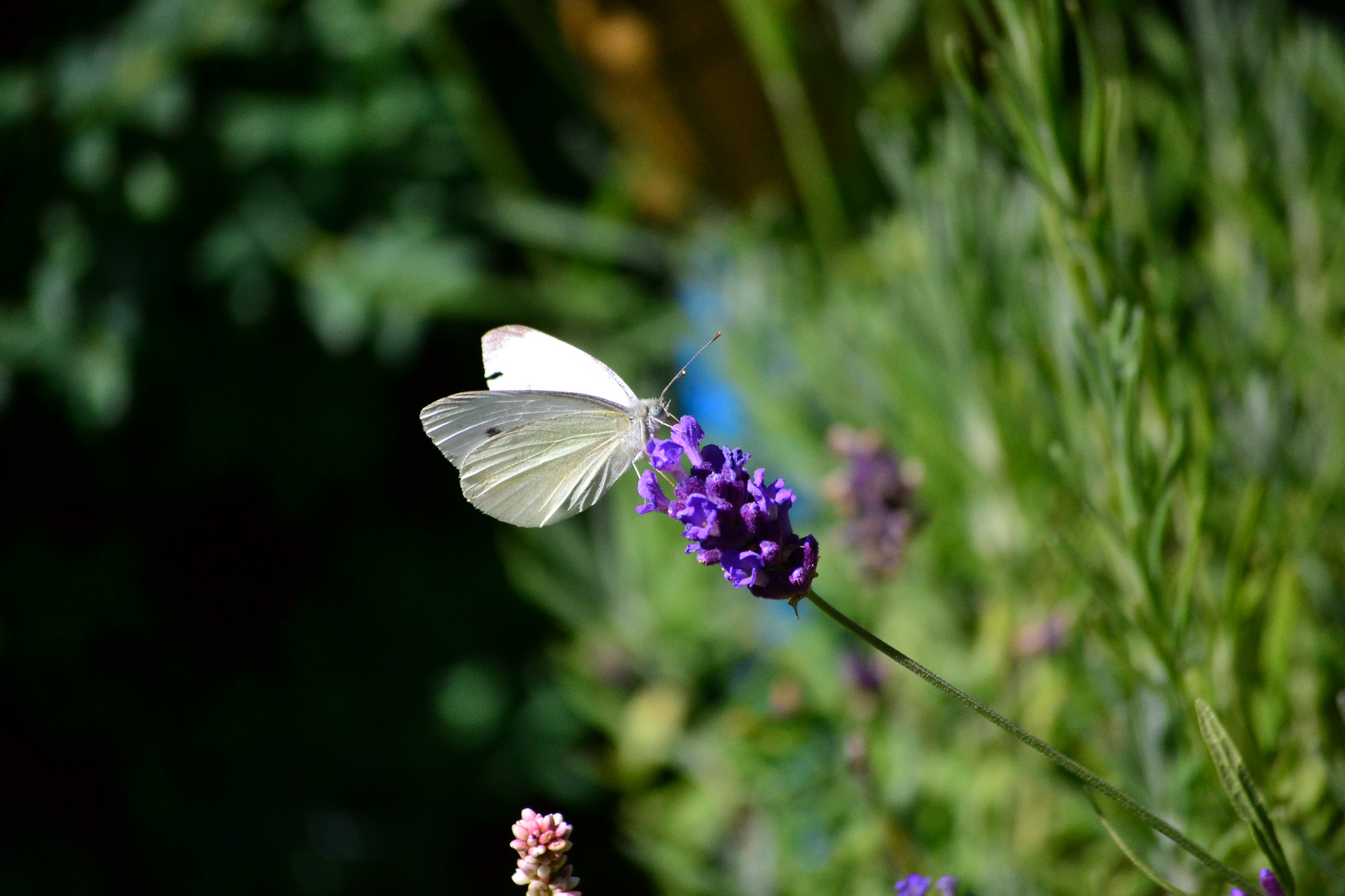 Schmetterling Lavendel