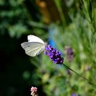 Schmetterling Lavendel