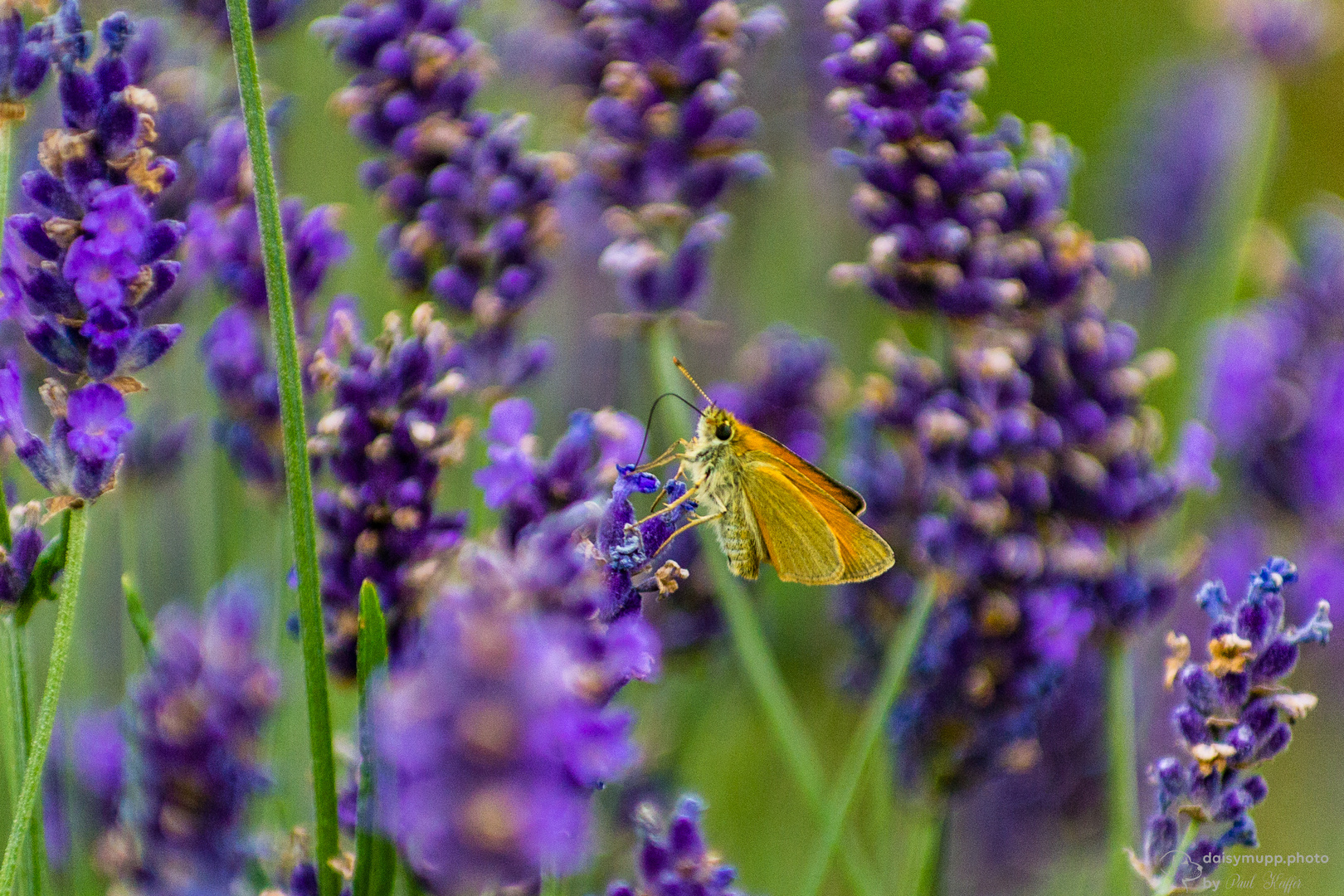 Schmetterling & Lavendel