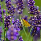 Schmetterling & Lavendel