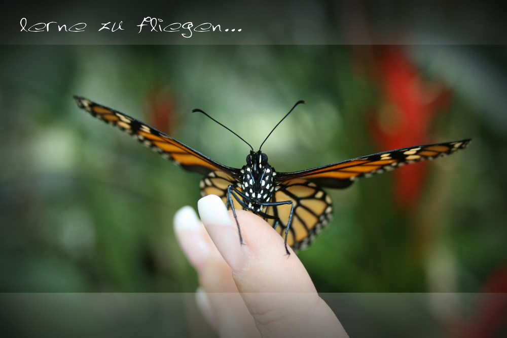 Schmetterling-learn to fly...