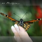 Schmetterling-learn to fly...