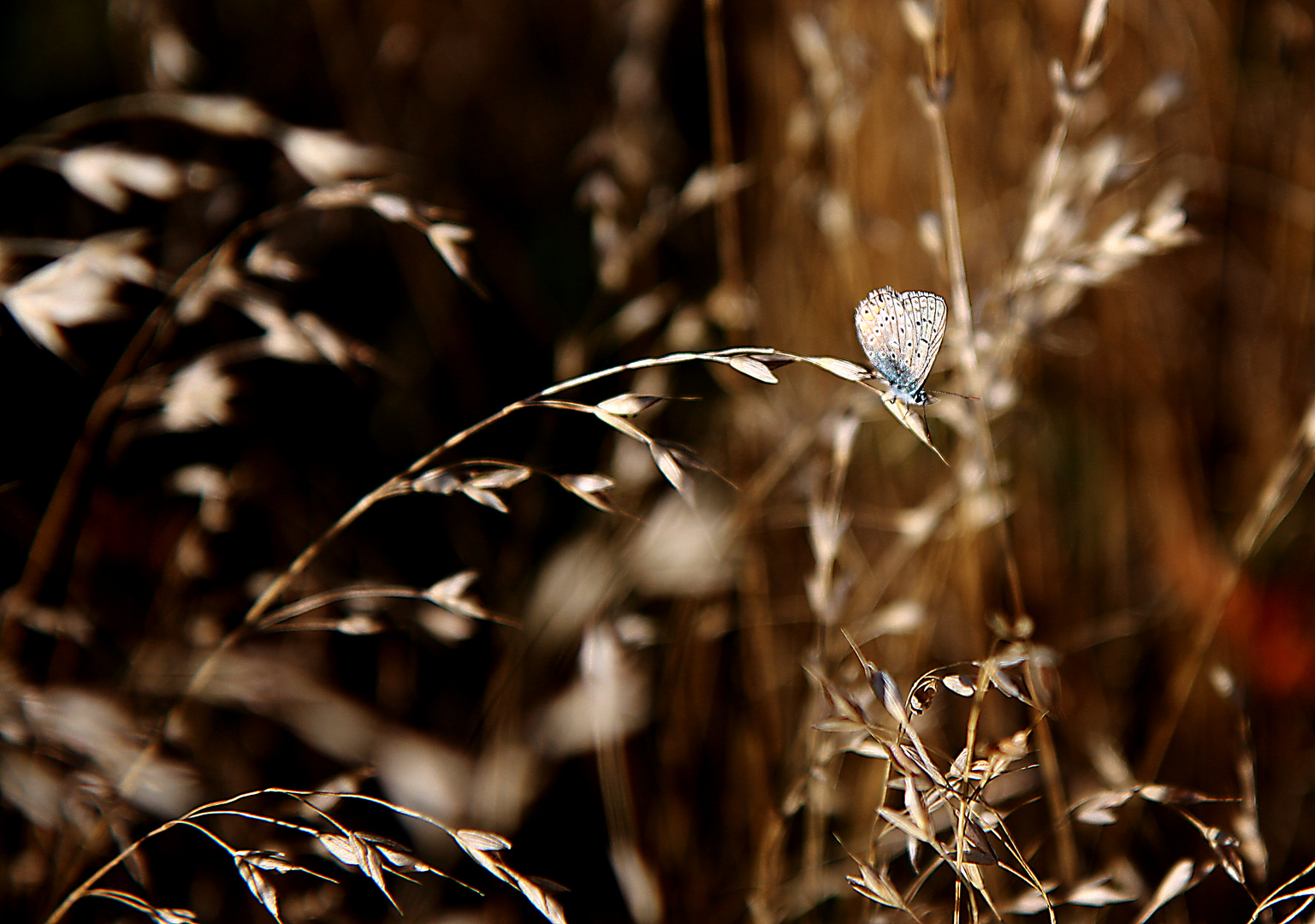 Schmetterling — Leichtgebilde aus Licht und Freude