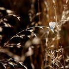 Schmetterling — Leichtgebilde aus Licht und Freude