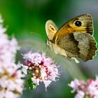 Schmetterling liebt Blumen