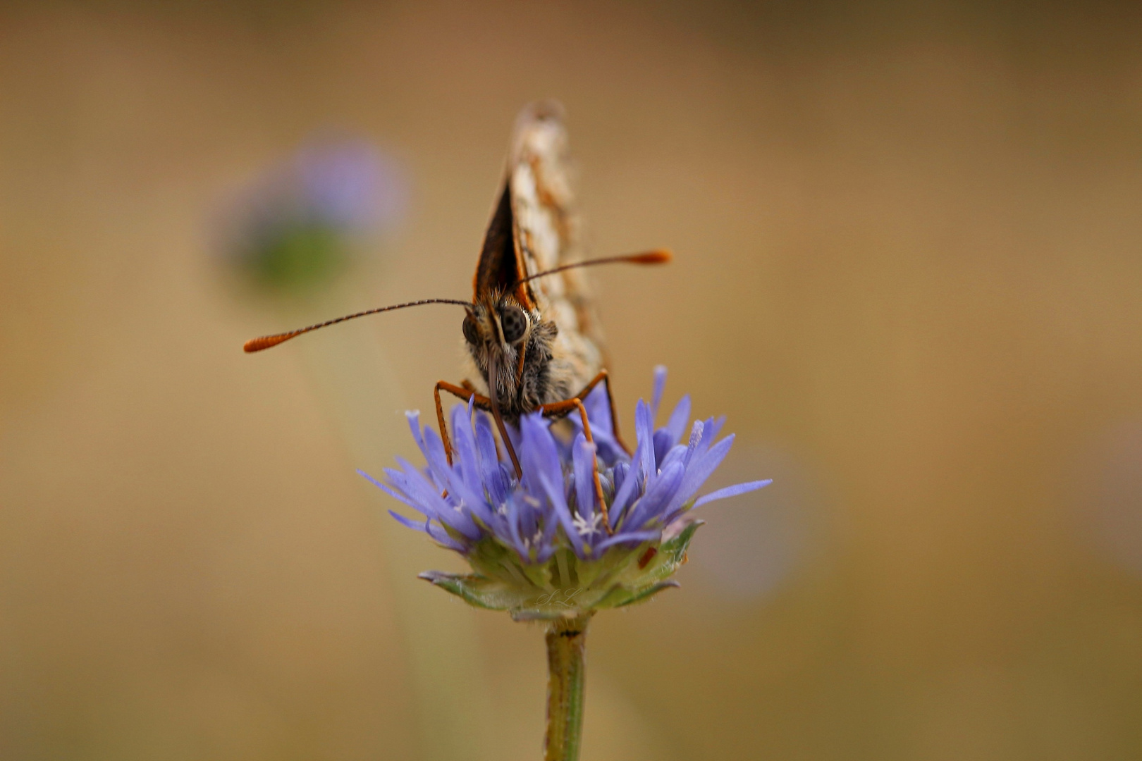 Schmetterling lila Blüte