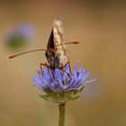 Schmetterling lila Blüte