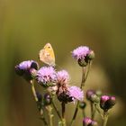 Schmetterling lila Blüte