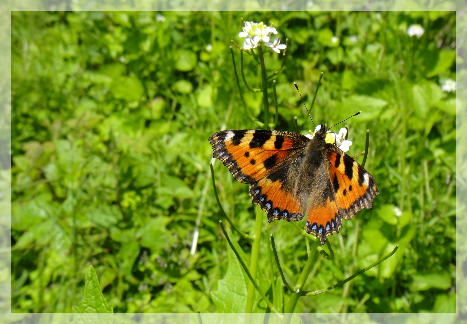 Schmetterling ll