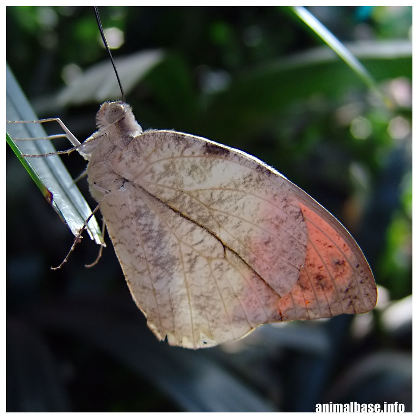 Schmetterling ll