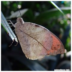 Schmetterling ll