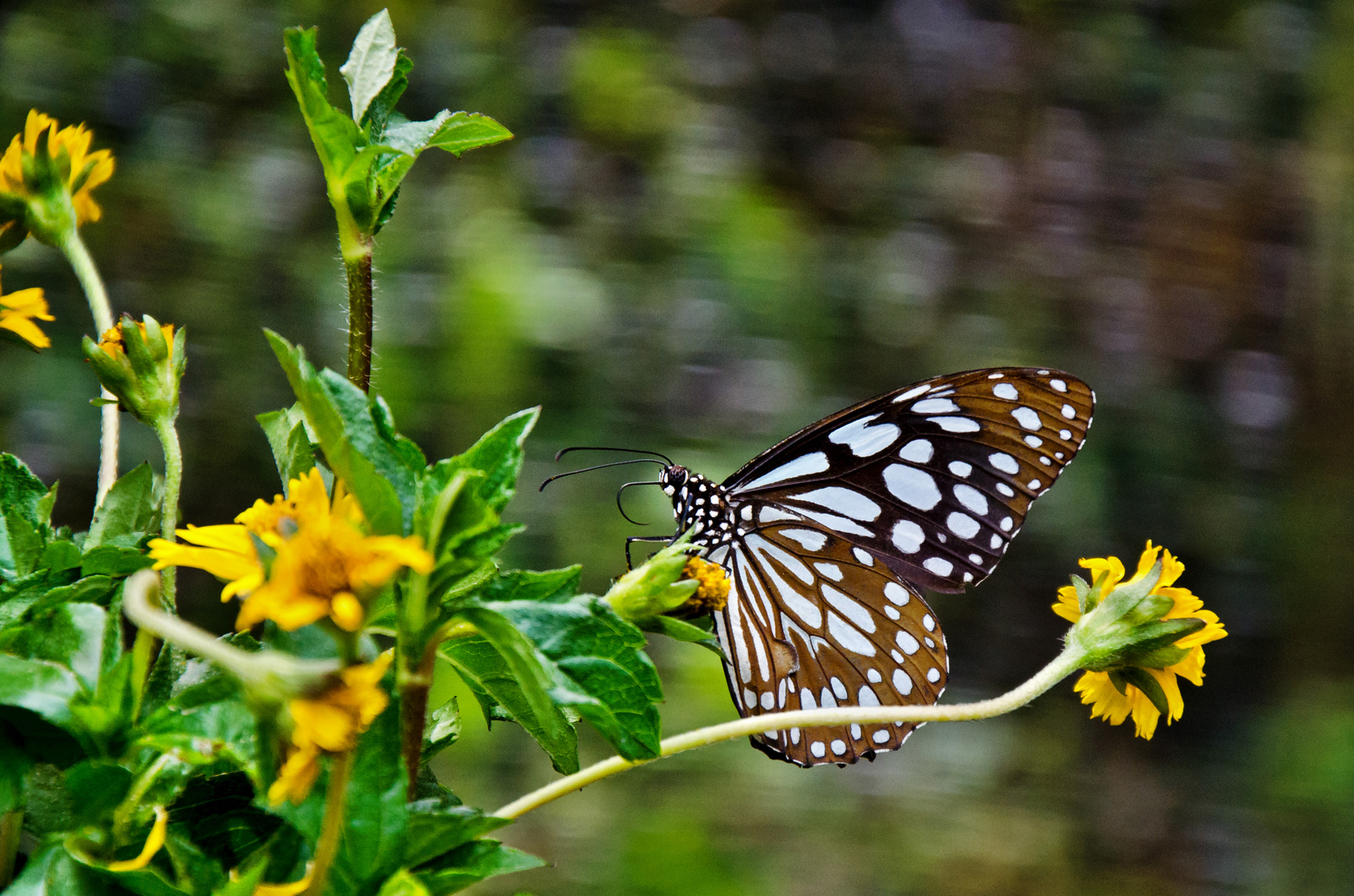 Schmetterling & Löwenzahn oder sowas