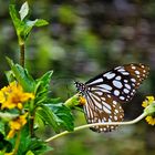 Schmetterling & Löwenzahn oder sowas