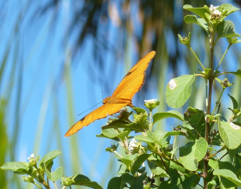 Schmetterling, Lovers Key