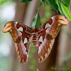 Schmetterling Luisenpark