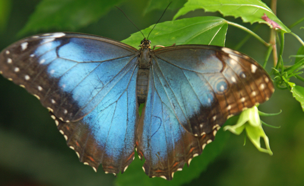 Schmetterling m Spannweite von 15 cm
