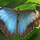 Schmetterling m Spannweite von 15 cm