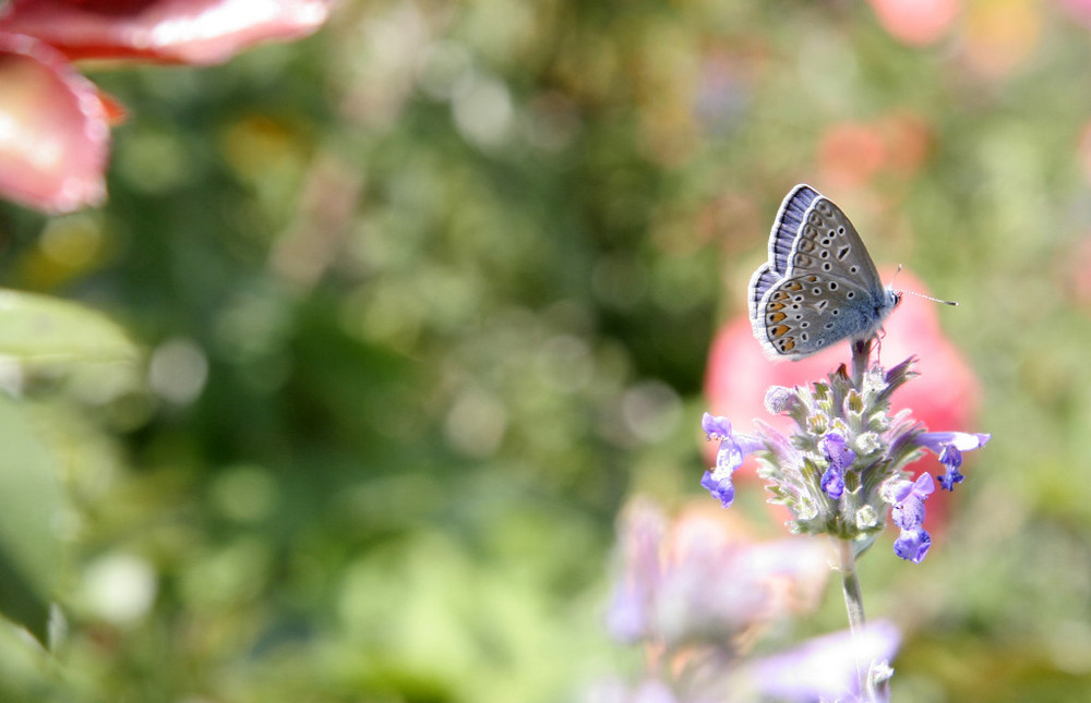 Schmetterling macht pause