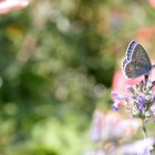 Schmetterling macht pause