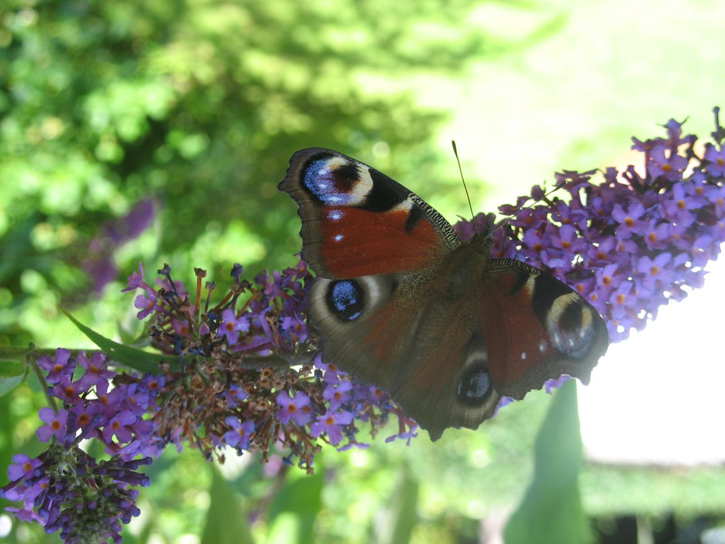 Schmetterling macht Rast