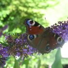 Schmetterling macht Rast