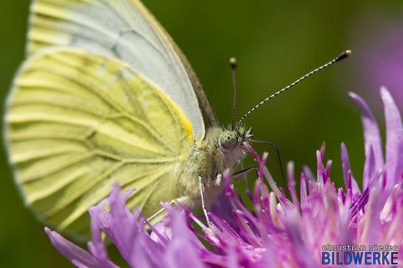 Schmetterling Macro